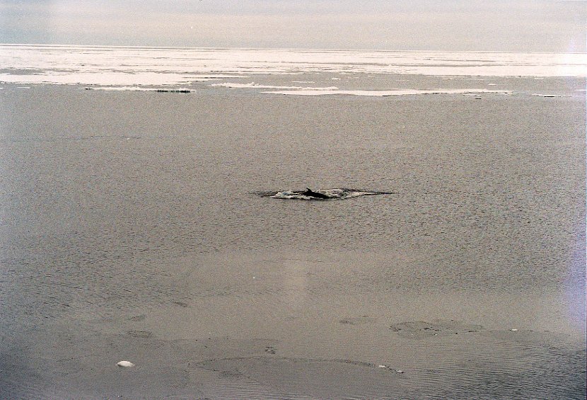 antarctica_2_3