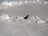 antarctica_3_4.jpg