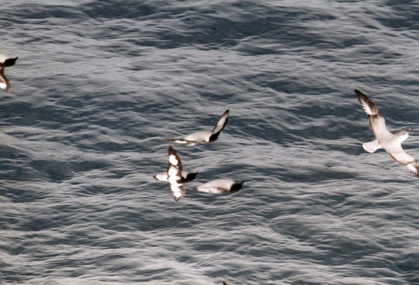 antarctica_2_2