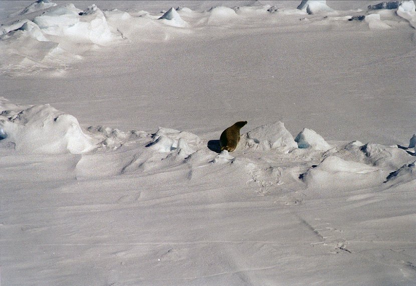 antarctica_3_4