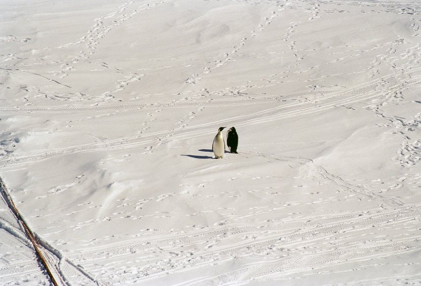 antarctica_5_1