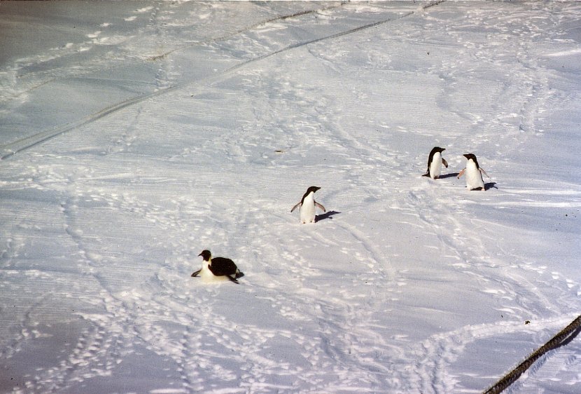 antarctica_5_4