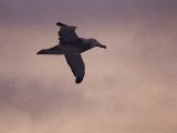 antarctica_22_3.jpg