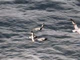antarctica_2_2.jpg