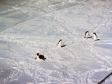 antarctica_5_4.jpg